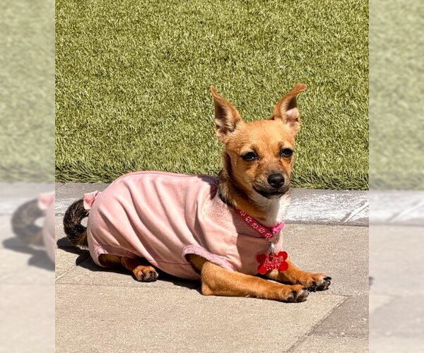 Medium Photo #5 Chiweenie Puppy For Sale in San Diego, CA, USA