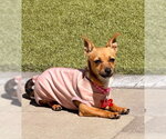 Small #4 Chiweenie