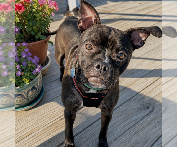 Medium Photo #6 American Staffordshire Terrier-Boston Terrier Mix Puppy For Sale in Cary, NC, USA