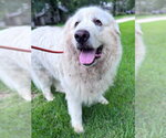 Small #14 Great Pyrenees