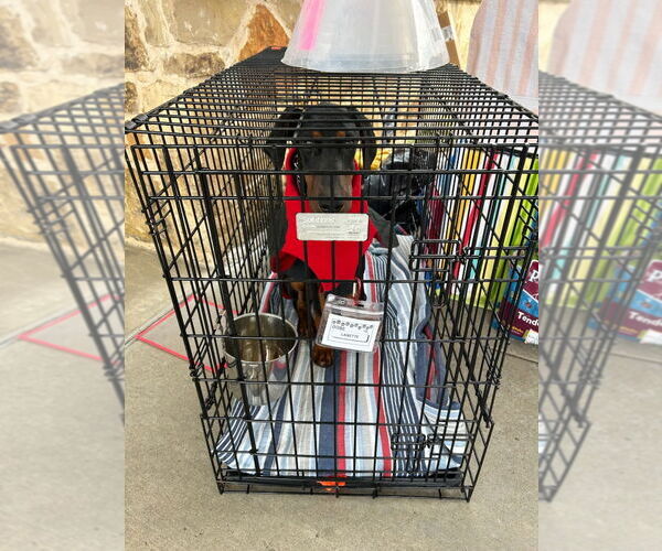 Medium Photo #5 Doberman Pinscher Puppy For Sale in Buffalo, MN, USA