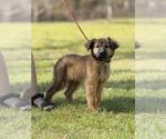 Small Mutt