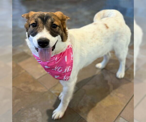 Medium Photo #3 Australian Shepherd-Unknown Mix Puppy For Sale in Arlington, VA, USA