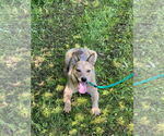 Small #3 Mutt