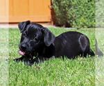 Small #5 Chihuahua Mix