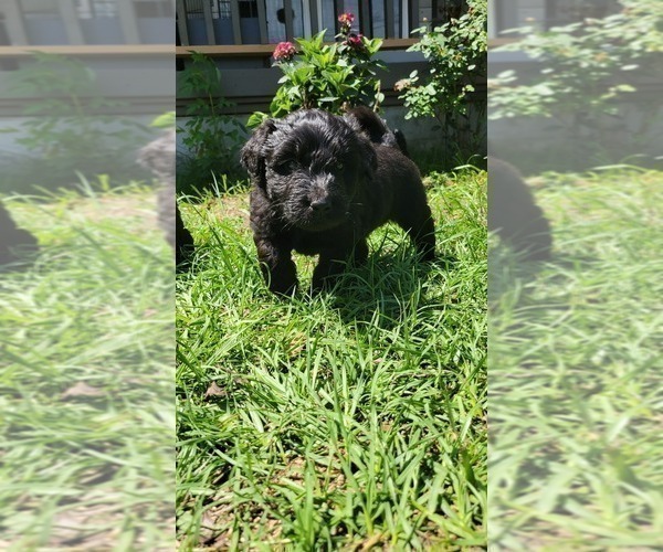 Medium Photo #2 Aussiedoodle Puppy For Sale in CONWAY, SC, USA