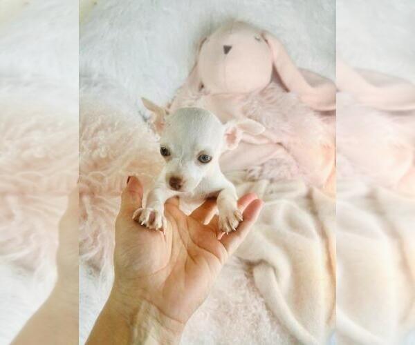 Medium Photo #2 Chihuahua Puppy For Sale in FORT LAUDERDALE, FL, USA