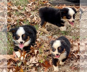 Miniature Australian Shepherd Puppy for sale in BROOKER, FL, USA
