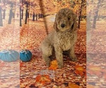 Small Photo #7 Poodle (Standard) Puppy For Sale in ROCKY MOUNT, VA, USA