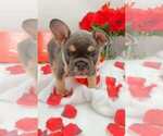 Small Photo #21 French Bulldog Puppy For Sale in MANHATTAN, NY, USA