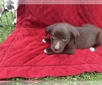 Puppy Garth Borador