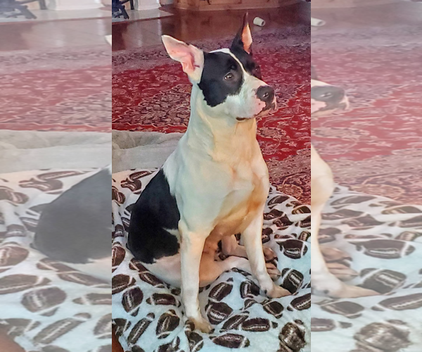 Medium Photo #4 American Bulldog-Unknown Mix Puppy For Sale in Maryville, TN, USA