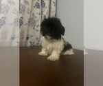 Small #59 Havanese
