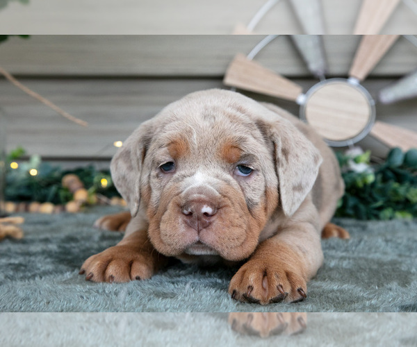 Medium Photo #24 Beabull Puppy For Sale in MILLERSBURG, OH, USA
