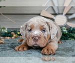 Small Photo #24 Beabull Puppy For Sale in MILLERSBURG, OH, USA