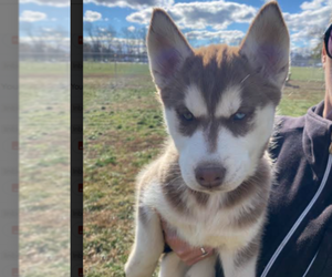 Siberian Husky Puppy for sale in PENDLETON, IN, USA