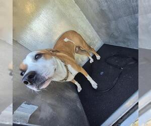 Mutt Dogs for adoption in San Antonio, TX, USA