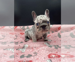 French Bulldog Puppy for sale in HOUSTON, TX, USA