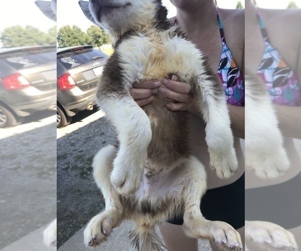 Medium Photo #16 Siberian Husky Puppy For Sale in KELLYVILLE, OK, USA