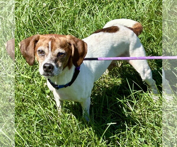 Medium Photo #4 Doxle Puppy For Sale in Batavia, OH, USA