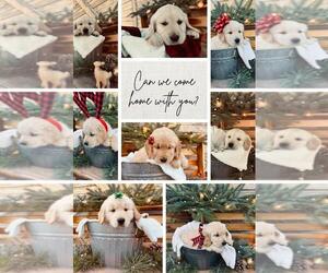 Golden Retriever Puppy for sale in HAZELTON, ID, USA