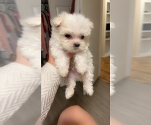 Maltese Puppy for sale in BLOOMINGTON, IN, USA