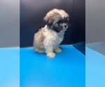 Small Photo #12 Maltipoo-Shih Tzu Mix Puppy For Sale in SAINT AUGUSTINE, FL, USA