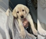 Puppy Pink Paisley Labrador Retriever