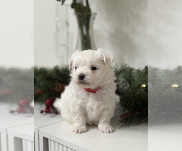 Medium Photo #5 Maltese Puppy For Sale in CITRUS HEIGHTS, CA, USA