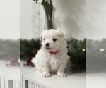 Small #4 Maltese