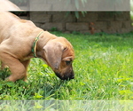 Small Photo #4 Rhodesian Ridgeback Puppy For Sale in BELLEVILLE, IL, USA