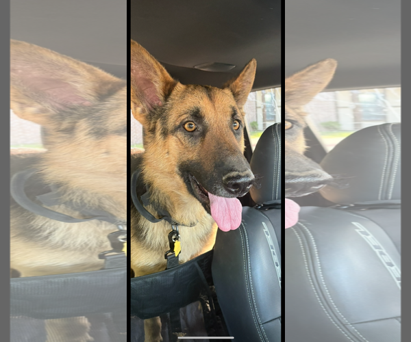 Medium Photo #3 German Shepherd Dog Puppy For Sale in Denton, TX, USA