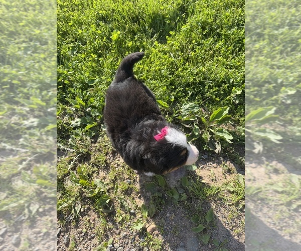 Medium Photo #23 Bernese Mountain Dog Puppy For Sale in ATHENS, WI, USA
