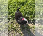 Small #22 Bernese Mountain Dog