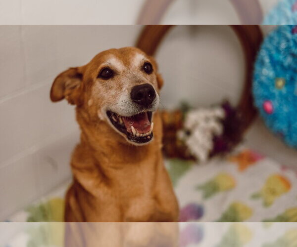 Medium Photo #10 Golden Shepherd Puppy For Sale in Pierceton , IN, USA