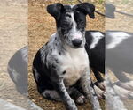 Small #2 Catahoula Leopard Dog Mix