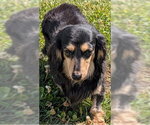 Small #2 Dachshund