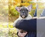 Small Photo #7 French Bulldog Puppy For Sale in ADRIAN, MI, USA