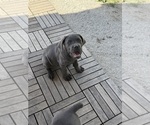 Small Photo #29 Cane Corso Puppy For Sale in STUART, IA, USA
