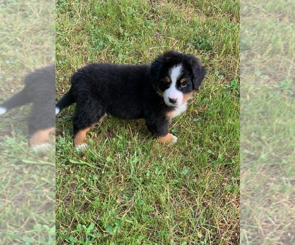 Medium Photo #11 Bernese Mountain Dog Puppy For Sale in RICHFIELD SPRINGS, NY, USA
