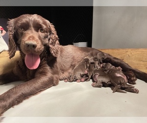 Mother of the Boykin Spaniel puppies born on 02/15/2023