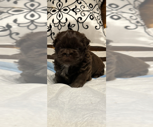 Shih Tzu Puppy for sale in DOUGLASVILLE, GA, USA