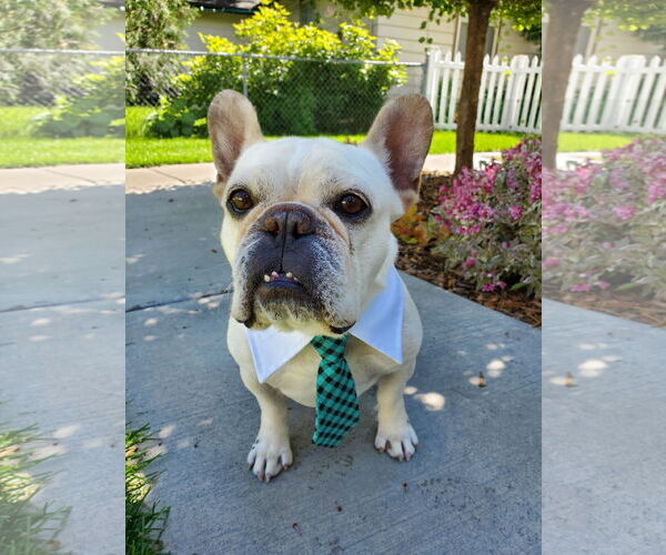 Medium Photo #10 French Bulldog Puppy For Sale in St. Louis Park, MN, USA