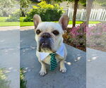 Small #9 French Bulldog