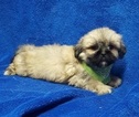 Small Photo #34 Lhasa Apso Puppy For Sale in BUFFALO, MO, USA
