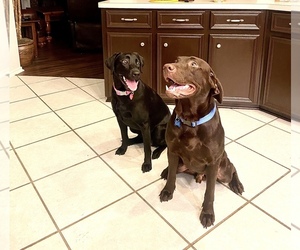Labrador Retriever Puppy for sale in HARKER HEIGHTS, TX, USA