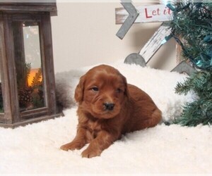 Goldendoodle (Miniature) Puppy for Sale in HULL, Iowa USA