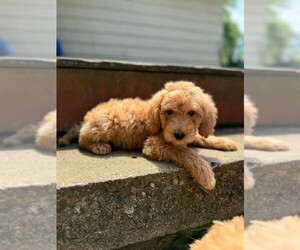 Goldendoodle (Miniature) Puppy for sale in MIDDLETOWN, OH, USA