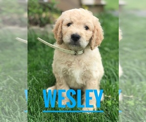 Goldendoodle Puppy for Sale in BOWLING GREEN, Kentucky USA