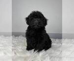Small Photo #6 Poodle (Miniature) Puppy For Sale in FRANKLIN, IN, USA